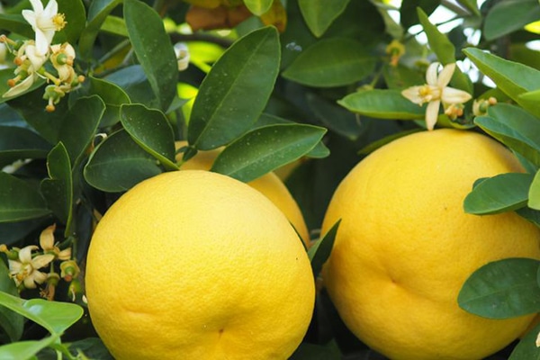 Arbres Fruitièrs Pamplemoussiers