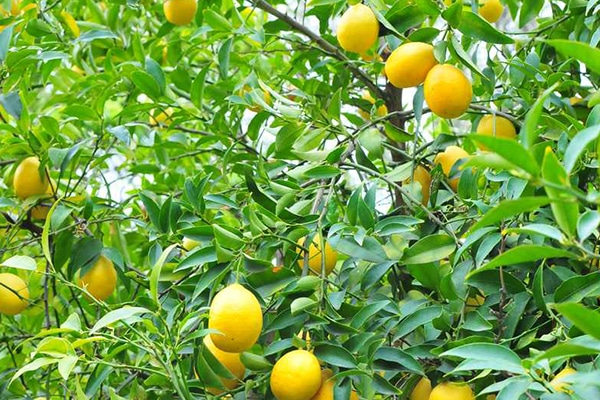 Arbres Fruitièrs Agrumes