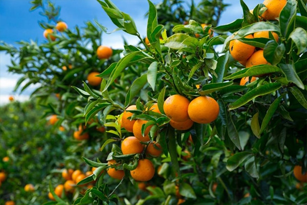 Arbres Fruitièrs Mandariniers