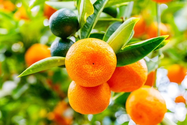 Arbres Fruitièrs Clémentiniers