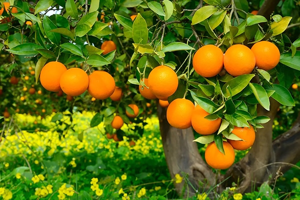 Arbres Fruitièrs Orangers