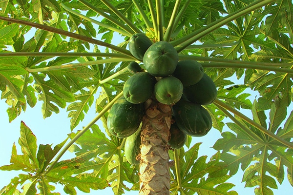 Arbres Fruitièrs Exotiques d'asie