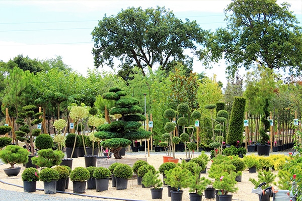 Arbres