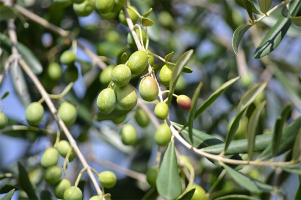 Arbres Fruitièrs d'Olivier