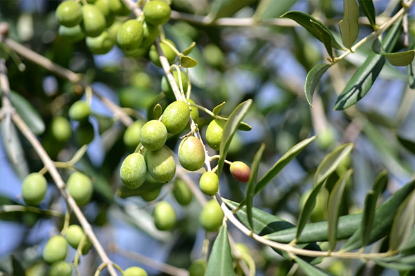 Arbres Fruitièrs d’Olivier à double fin