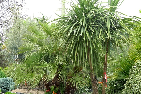 Arbres Fruitièrs Exotiques