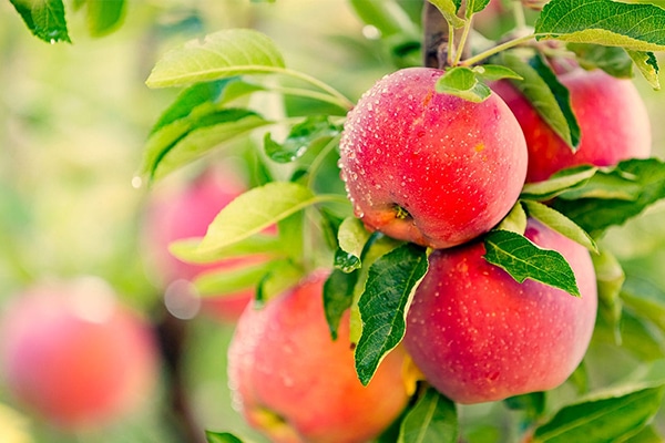 Arbres Fruitièrs