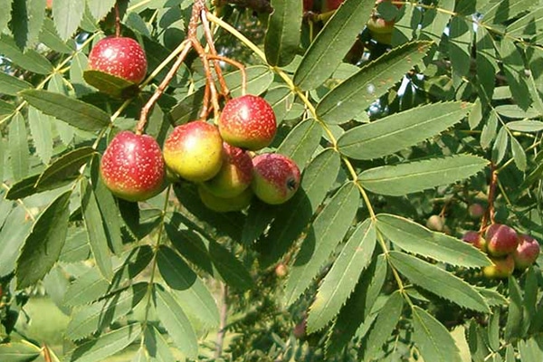Arbres fruitiers Rosaces