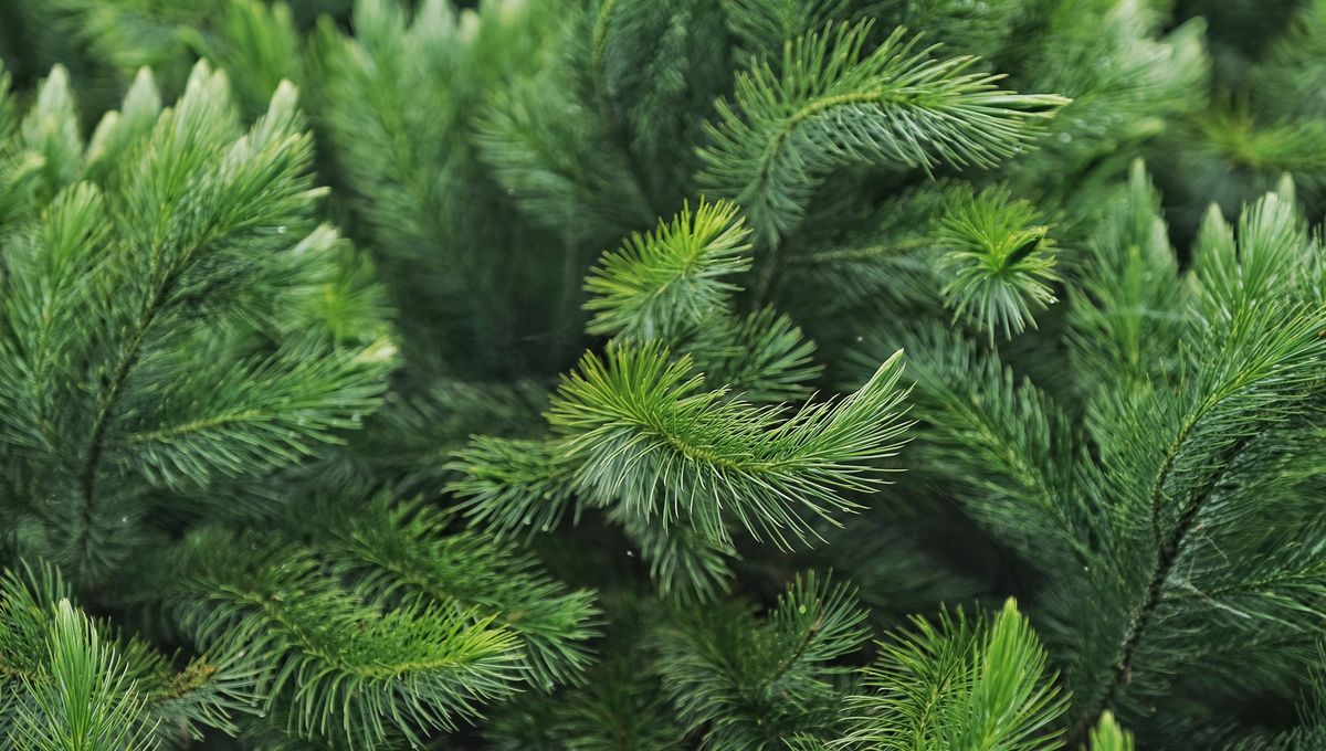 1200x680_le_sapin