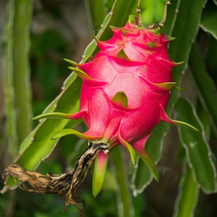 achat Fruit du dragon pitaya au maroc