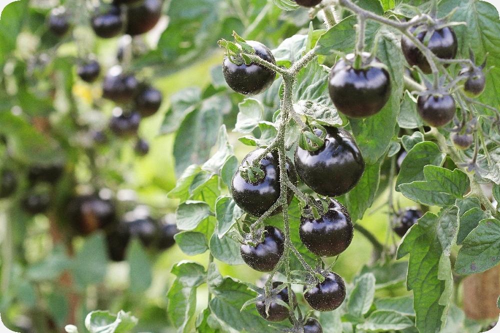 vente Tomate cerise noire au maroc