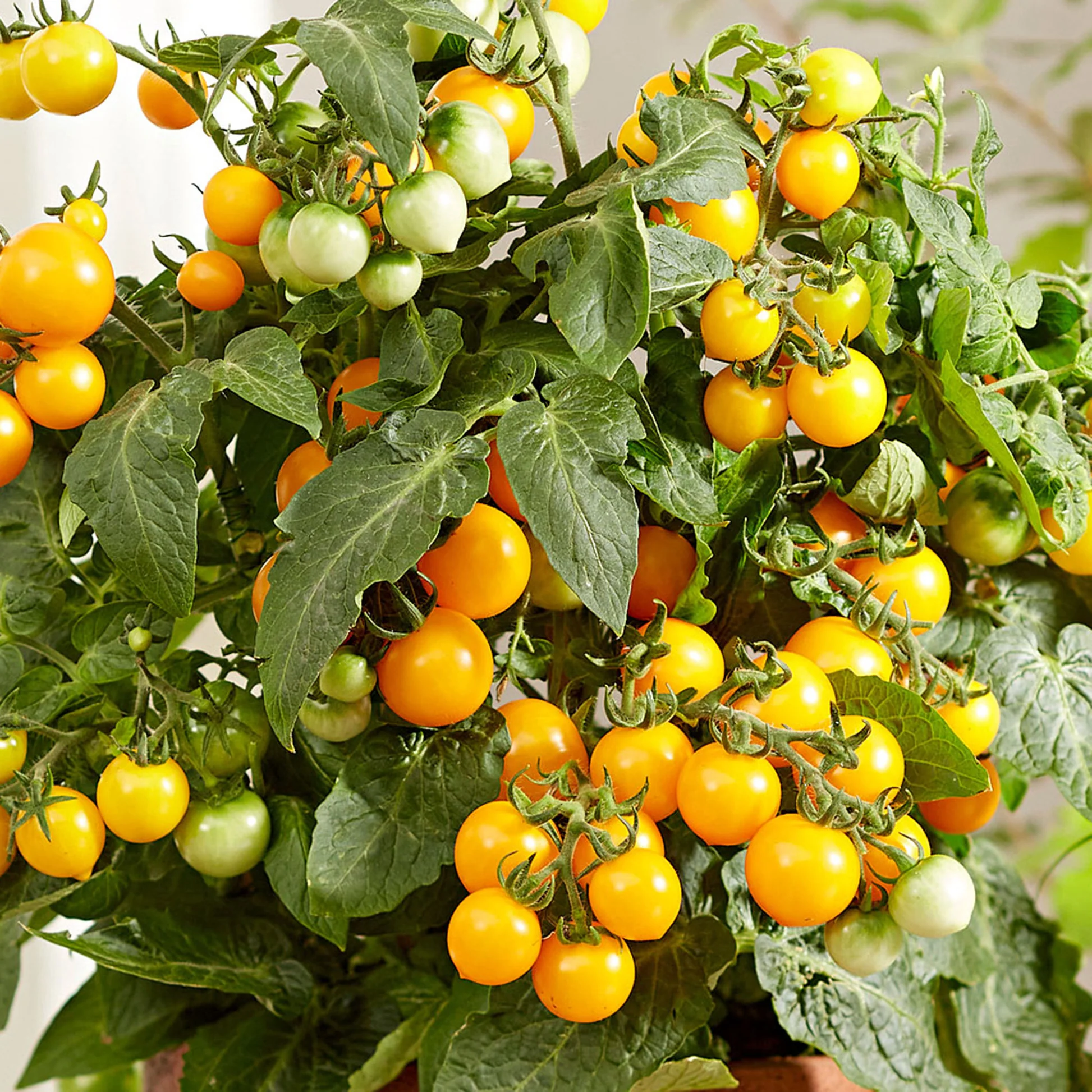 achat Tomate cerise jaune au maroc