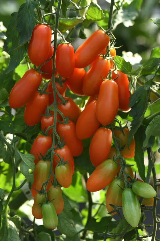achat Tomate San Marzano au maroc
