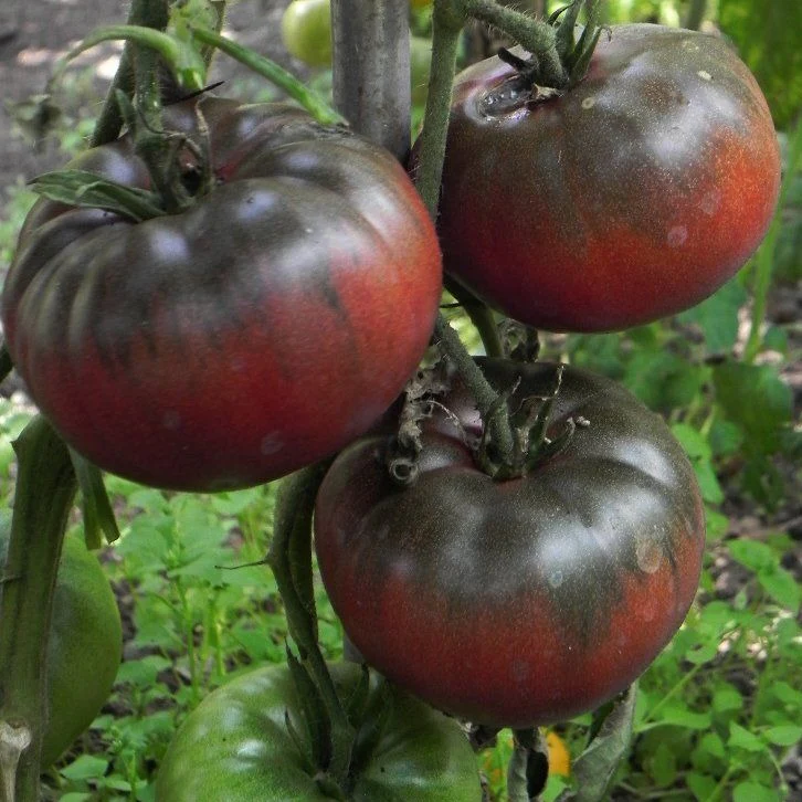 Vente Tomate noire de Crimée au maroc