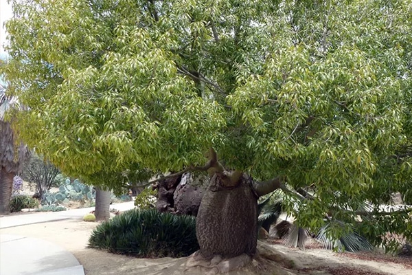 Achat Arbre Baobab Australien au Maroc