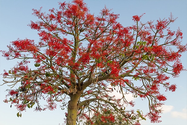 Achat Arbre Brachychiton acerifolius au Maroc