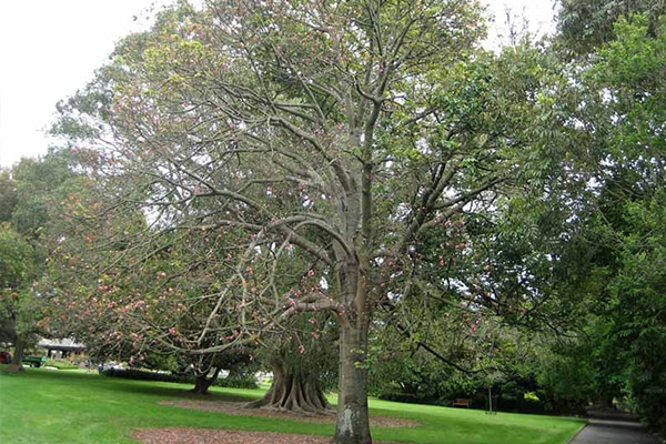 Achat Arbre Brachychiton discolor au Maroc