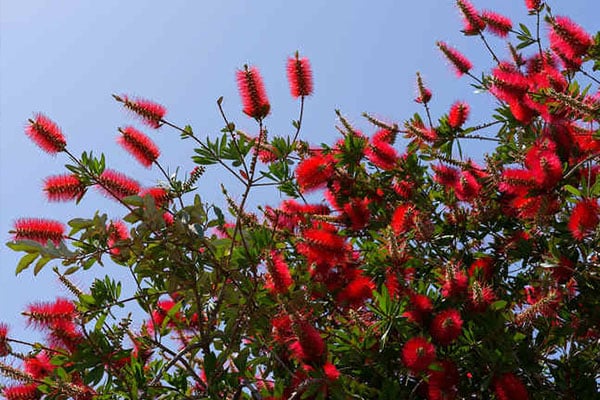 Achat Arbre Rince bouteille au Maroc