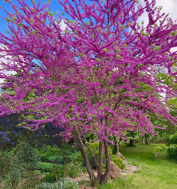 Achat Arbre de Judée au Maroc