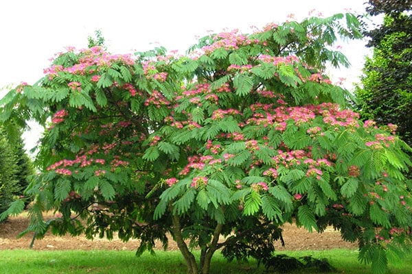 Achat Arbre de soie au Maroc
