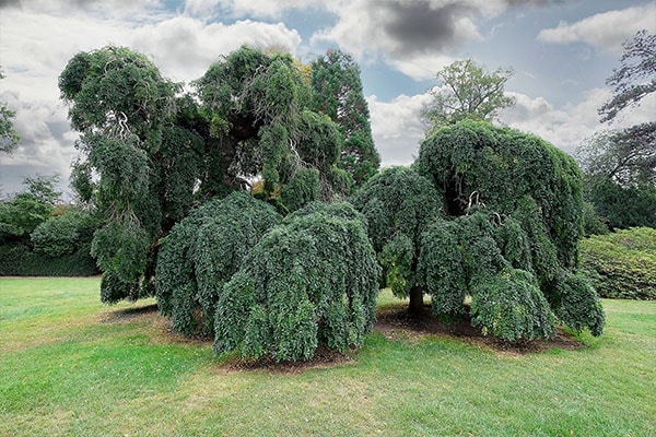 Achat Arbre des pagodes au Maroc
