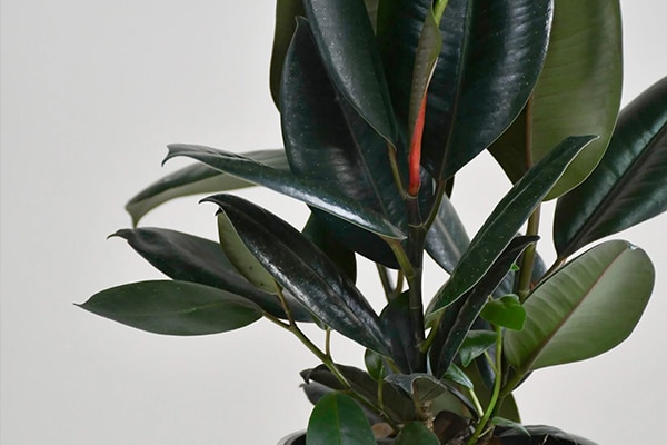 Achat Ficus elastica au Maroc