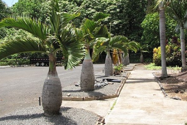 Achat Palmier bouteille au Maroc