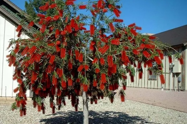 Achat Rince bouteille pleureur au Maroc