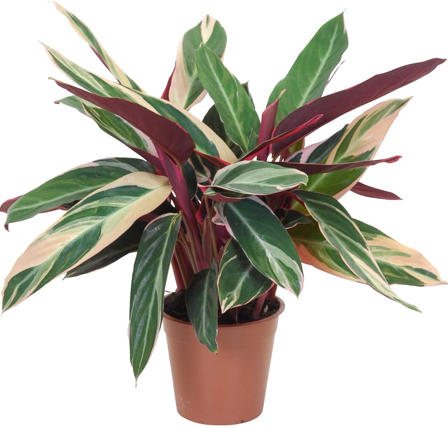 Achat Stromanthe Triostar au Maroc