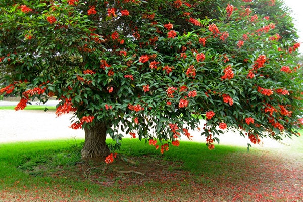 Achat arbre Erythrine crête de coq au Maroc