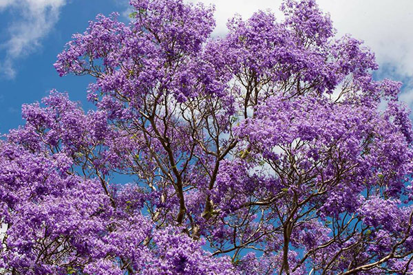 Achat arbre Jacaranda bleu au Maroc