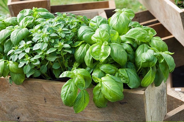 Achat plante Basilic au Maroc