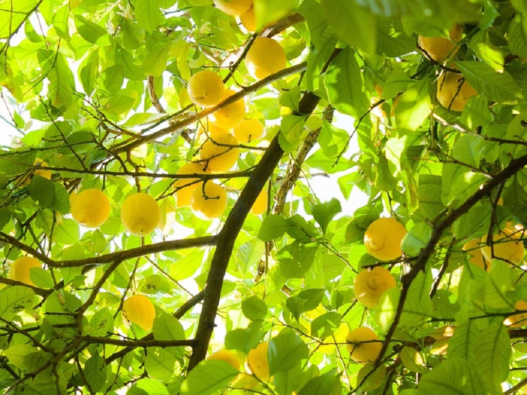 vente citronnier beldi au maroc