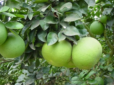 vente Pomelo maroc