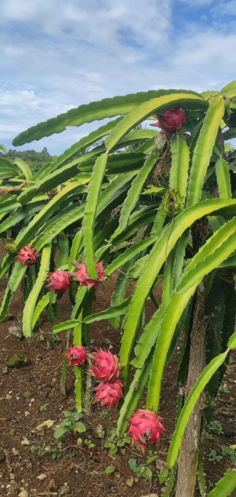 Informations-sur-la-plante-du-fruit-du-dragon-et-exigences-environnementales.