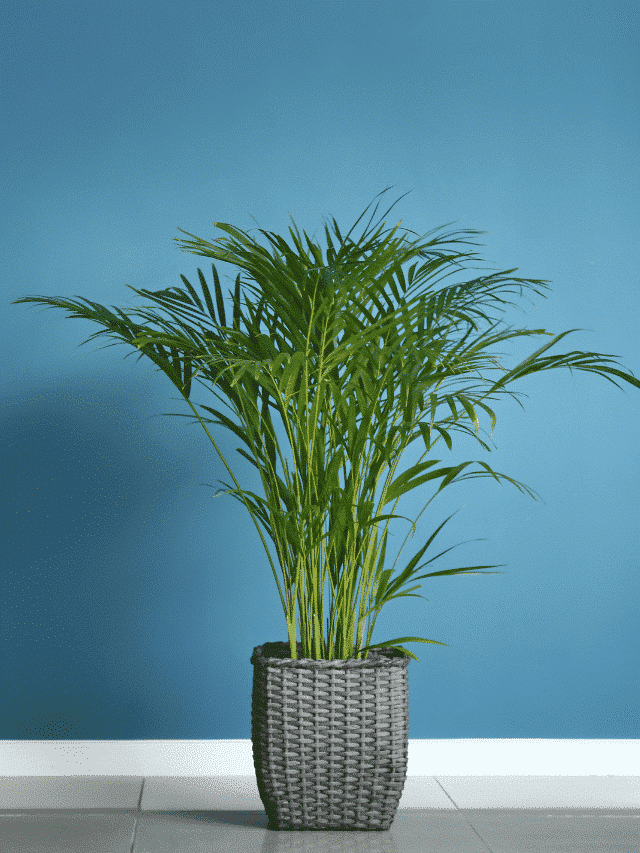 Vente de Palmier areca au Maroc
