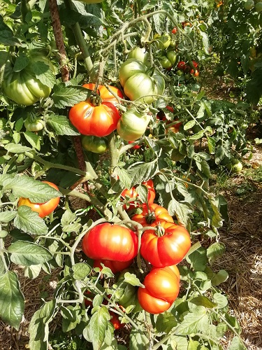 vente Tomate Marmande type hollande au maroc
