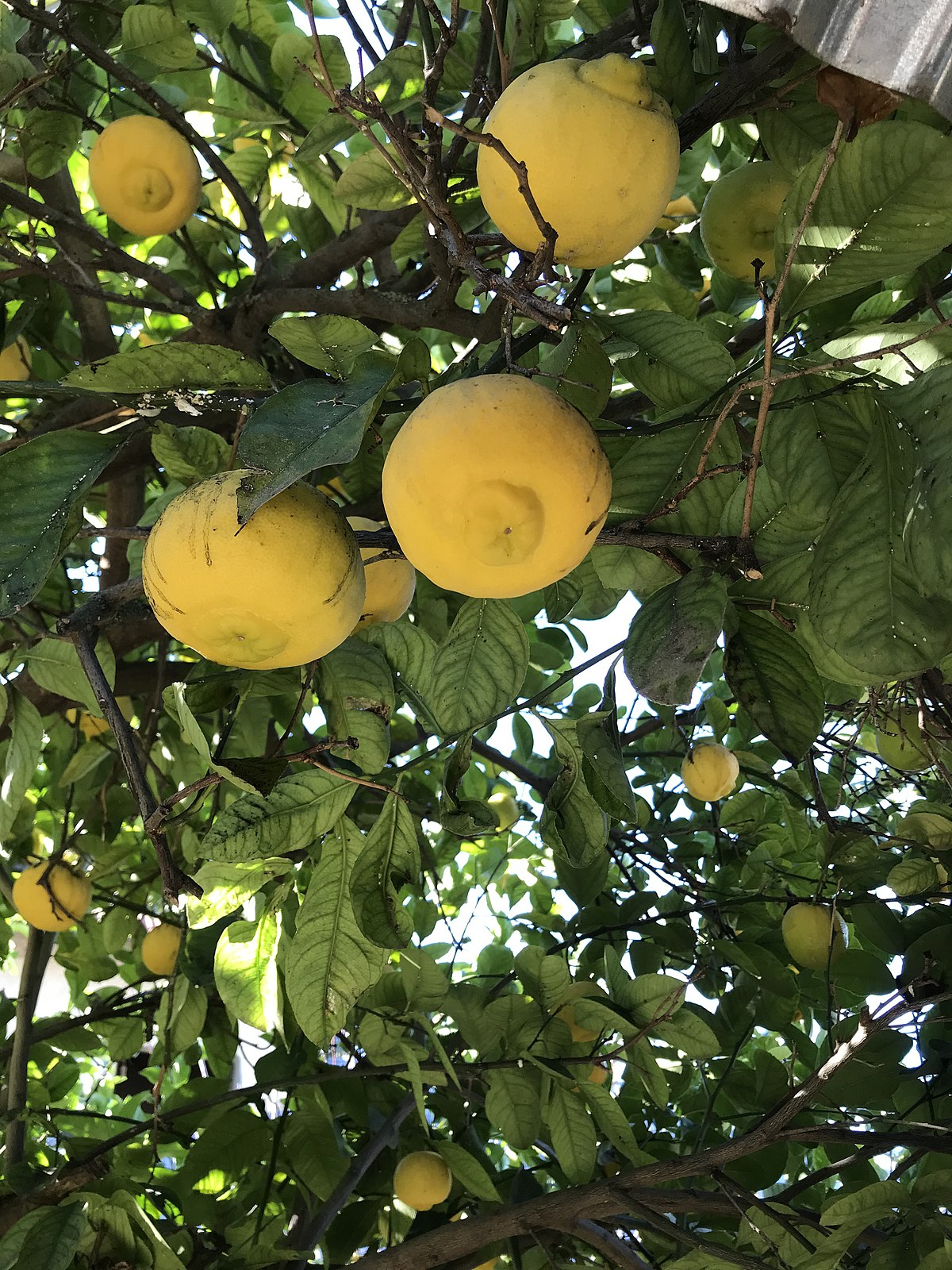 achat Citronier beldi (citrus limetta) maroc