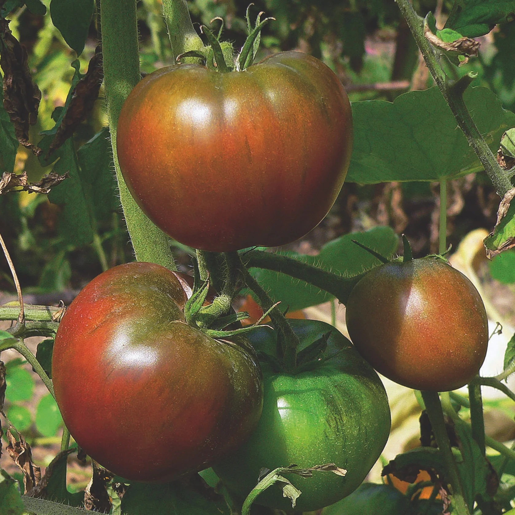 achat Tomate noire de Crimée au maroc