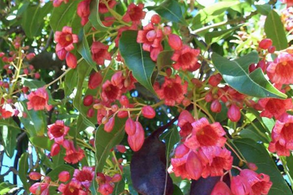 Vente Arbre Brachychiton discolor au Maroc
