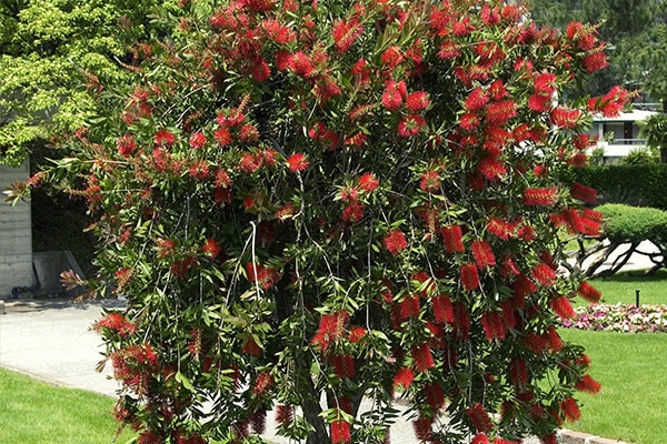 Vente Arbre Rince bouteille au Maroc