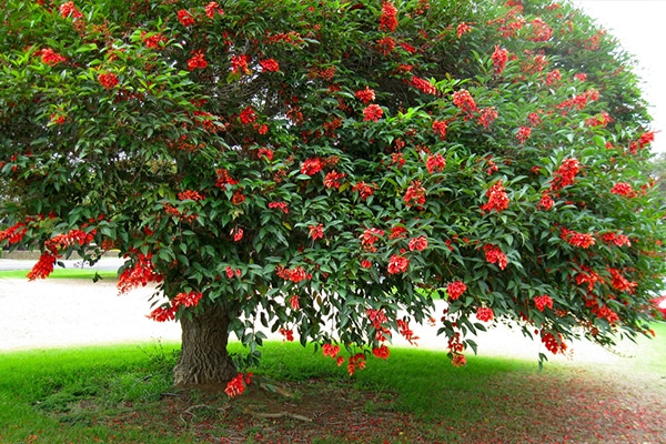Vente Arbre corail au Maroc