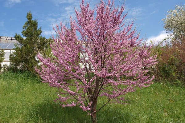 Vente Arbre de Judée au Maroc