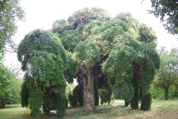 Vente Arbre des pagodes au Maroc