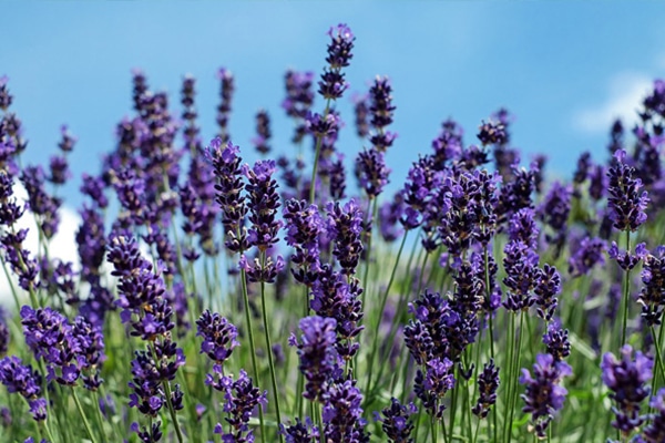 Vente Lavande officinale au Maroc