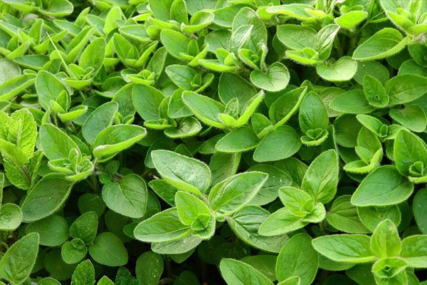 Vente Marjolaine officinale au Maroc