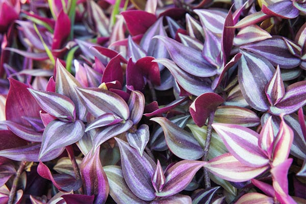 Vente Misére pourpre au Maroc