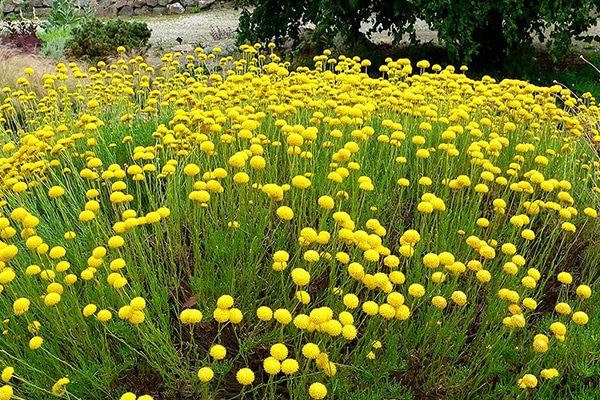 Vente Plante Santoline au Maroc