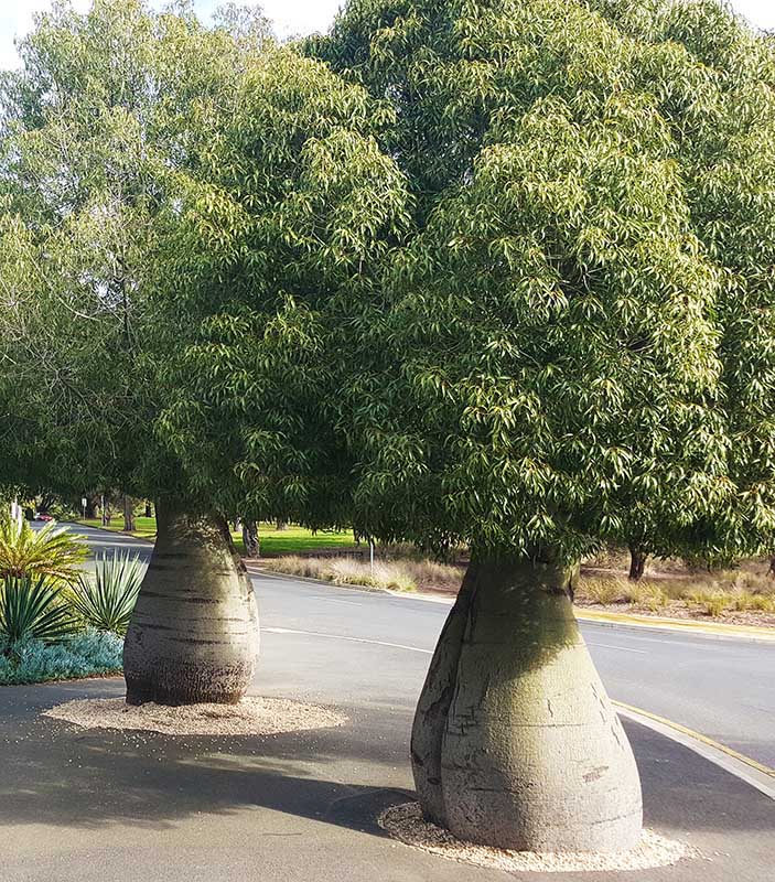 Vente arbre Baobab Australien au Maroc