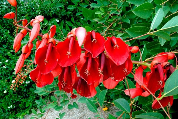 Vente arbre Erythrine crête de coq au Maroc